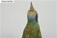 五色鳥藏品圖，第18張